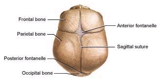 infant skull